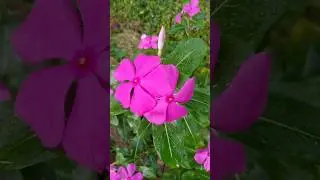 Madagascar Periwinkle(Catharanthus roseus) #flowers