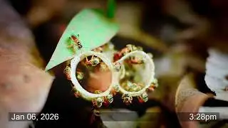 10 Minutes of Stingless Bees Entering and Leaving Their Hive - Episode 1