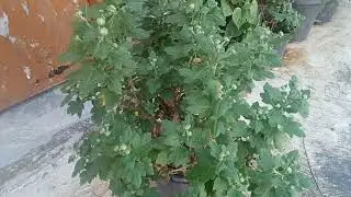 Guldaudi plant care in flowering time🌺| guldaudi plant care in october #guldaudiplant #guldaudicare