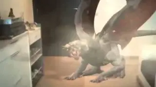 Mon chien qui a peur du dragon