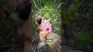 This Dog Thinks He&rsquo;s The Flash Until Food Appears #pets  #animals #puppy  #shorts #funnyanimals
