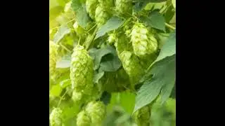 WSET Level 2 in Beer Preview Sample Pack