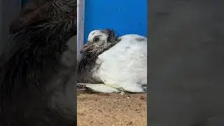 Hungarian Giant Home breed male #pigeon #shortsvideo