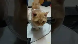 DIY plastic cat collar