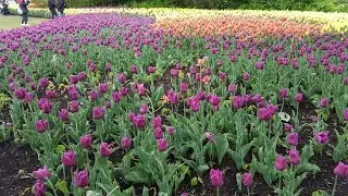 Travel. Beautiful Tulips flowers festival at Ottawa Canada. May flashback trip.