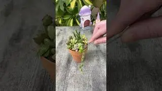 propaganda mini succulents