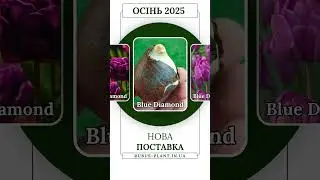 Тюльпан Blue Diamond