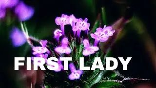 First Lady March 23, 2022 Full Episode 28/ TEASER