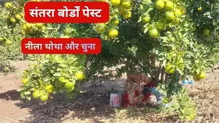 🍊संतरा मे बोर्डों पेस्ट ~ Santra Bordeaux Pest #santra #nimbu #संतरा 