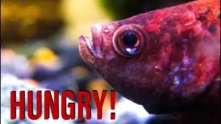 Vacation Fish Feeding - No Food For A Week?