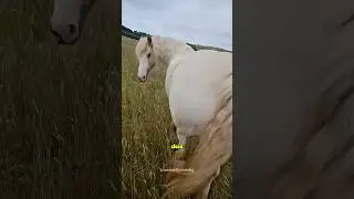 POV: Du gehst hinter ein Pferd 🐴