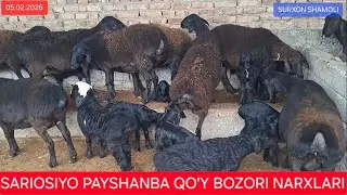05.02.2026 SARIOSIYO PAYSHANBA MOL BOZORI QO'Y QO'ZI NARXLARI 