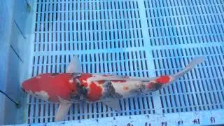 Sanke Koi Carp for Sale - Mitchkoi