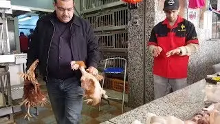 و أخيييييرا  الفرق بين الكروازي و الطاوسي جواااب من  عند  اشهر بائع دواجن