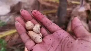 Coconut Worms Cooking Primitive Cooking Skill
