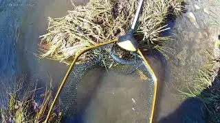 Doubled up landing both and got a personal best Steelhead