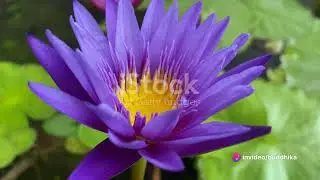 Blue Lotus  Unveiling the Mystical Flower
