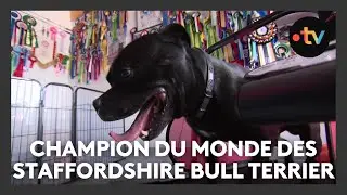 Ce chien est champion du monde