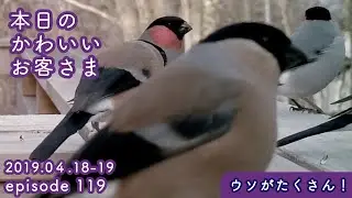 『ウソがたくさん！！』2019/04/18-19 本日のかわいいお客さま