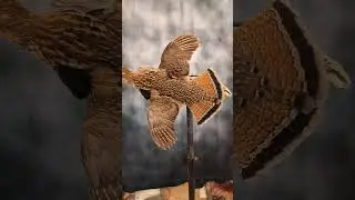 ruffed grouse flying #taxidermy #hunting #grousehunting #pennsylvania