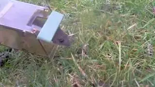 yellow necked mouse being realeased