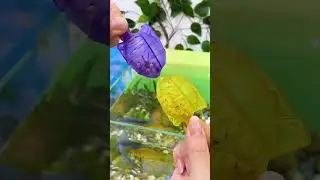 Pet big fish tank cleaning fish accessories #trending #fishbowl #fishtank #aqurium #fishaquarium