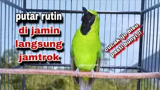 Cucak Ijo Gacor || Cucak Ijo Bisu Di Jamin Langsung Nembak,Cucak Ijo Jamtrok