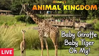 🔴LIVE: Disney&rsquo;s ANIMAL KINGDOM! Baby Giraffe 🦒 Baby Tiger 🐅 Lots Of Magic! Disney World Live Stream