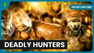 How Wasps Evolved Into Bees Over 140 Million Years