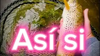 Como pescar truchas en río. Pesca al hilo con Ninfa faisán.