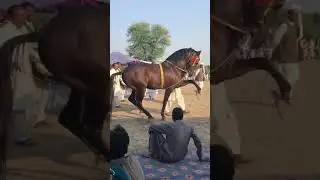 Horsedancinpakistan# horseballet#horseart#animaltalent#equineperformance#a380f