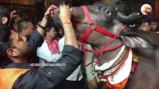 Khairatabad  Sadar Festival 2017 II Buffalo Carnival of Khairatabad II Hyderabad 2017