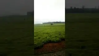 KERICHO TEA INVESTMENT