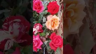 Beauty of ROSE-N128! 🌈🌹💕#flowers #rose #trending #rosegarden #naturalbeauty #love #shortvideo #short