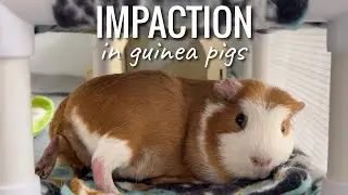 Impaction in Guinea Pigs