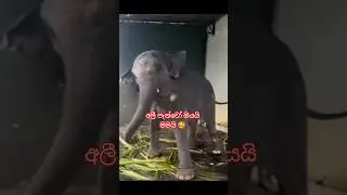 #eliphent #animalslove ❤️ clicks through years