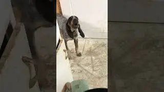 Bluetick Coonhound Puppy Trying to Howl😂 #shorts #shortvideo #funnydogs #dogs #cutedog #viral #dog