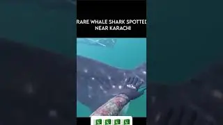 A rare whale shark was spotted near Charna Island, Karachi. #pakistan #karachi #foryou #trending