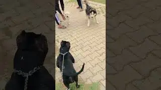 #pitbull #vs #tow #dog #fight 🤫🤫