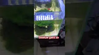 Ganti air chana maru ys #shortvideo #shorts #chanamaruyellowsentarum