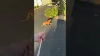 Кертис идёт домой пешком