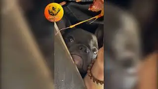 Грустный бульдог / Sad bulldog 2022