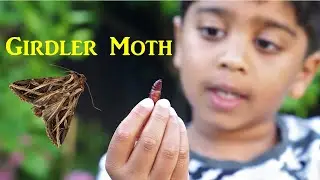 Animal Science for Kids | Girdler Moth with Music |