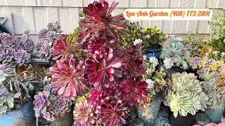 1/19/26 Aeonium Pink Chanel #aeonium #echeveria #variegated #succulents #flowers #garden #decoration