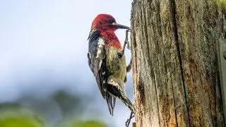 Красногрудый дятел-сосун (Sphyrapicus ruber). Птицы США.