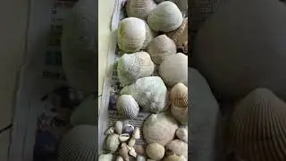 Finding seashells from sea shore #beautiful #seashells #beaches