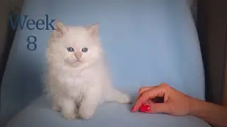 How kittens grow.