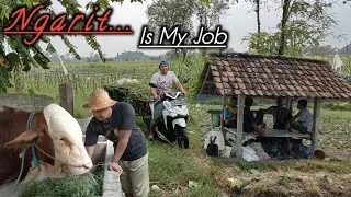 NGARIT ( Cari Rumput ) Untuk Pakan Sapi Ku Di Kandang Biar Cepat Besar‼️