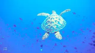 Relax underwater