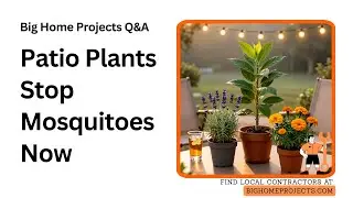 Citronella Lavender Marigold Patio Barrier Planting Tips